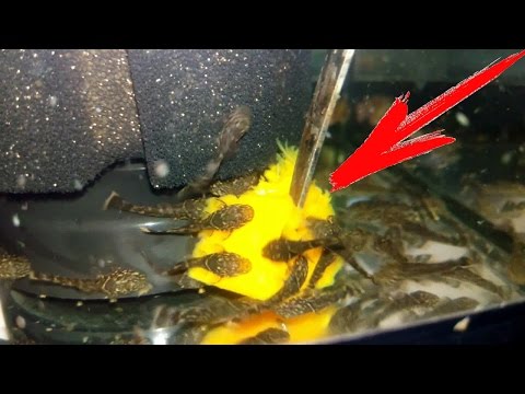 Видео: ТЫКВА В АКВАРИУМЕ!!! ИЛИ ОБО ВСЕМ ПОНЕМНОГУ!!!