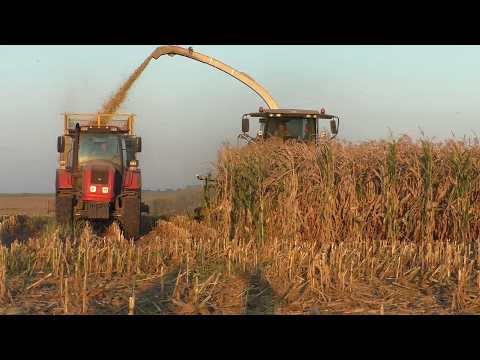 Видео: Уборка Кукурузы на Силос в ОАО "Журавлиное"! Силос 2025: CLAAS, МТЗ, МАЗ (Часть 2)