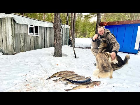 Видео: ЖИВЕМ В ТАЕЖНОЙ ИЗБЕ У ОЗЕРА ! КУШАЕМ ИКРУ ! РЫБАЛКА ЖЕРЛИЦЫ ! ПОПАЛИ НА ЩУЧИЙ ЖОР ! ВЕСНАЯ 2025 !