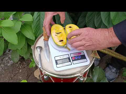 Видео: Рекордний плід Азиміни 2025 року -- на терезах!!!