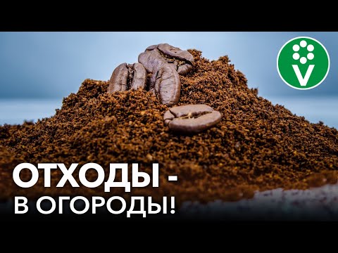 Видео: ПОЧЕМУ НЕ СТОИТ ВЫБРАСЫВАТЬ СПИТОЙ ЧАЙ И КОФЕ? Используем ВМЕСТО ХИМИИ в саду и огороде!