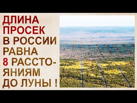 Видео: Тайна лесов Сибири, скрывающая катастрофу 19 века