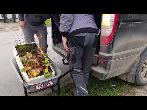 Видео: Безліч Азиміни у Степана Михайловича Данило!!!