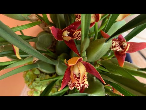 Видео: maxillaria содержание. Цветение Maxillaria tenuifolia ,variabilis.Орхидеи в доме, максиллярия.