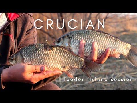 Видео: ЛОВЛЯ КРУПНОГО КАРАСЯ НА ФИДЕР РАННЕЙ ВЕСНОЙ