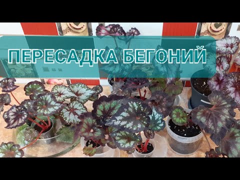 Видео: Бегонии декоративнолиственные🌿Внеплановая пересадка🪴🌿🌱