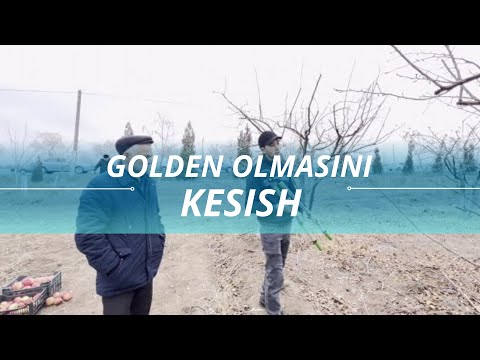 Видео: Голден олмасини кесиш | Golden olmasini kesish.