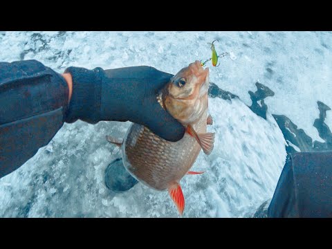 Видео: СТАРЫЕ ТОЧКИ НЕ СРАБОТАЛИ!!! ПРИШЛОСЬ ИСКАТЬ! Зимняя рыбалка на балансир. Ловля окуня на балансир.