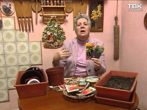 Видео: Рекомендации по посадке баклажанов: ранняя посадка и много света