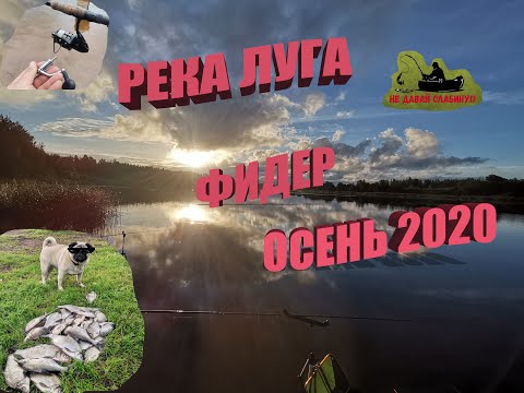 Видео: река Луга, рыбалка, хороший клев Леща, фидер, осень 2020