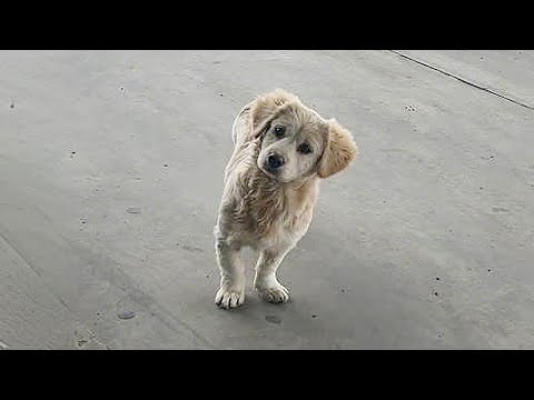 Видео: “Пожалуйста, дайте мне еды.” Бездомный щенок просит сосиску, не желая есть, и закапывает её в песок