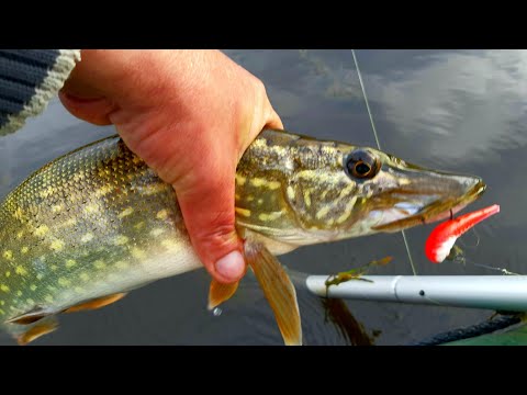 Видео: щука в траве неотгруженый силикон калязин скнятино волнушка