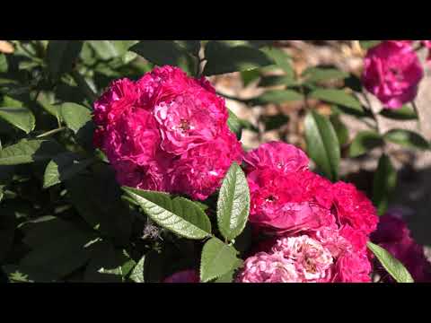 Видео: мускусные розы и розы остина. питомник роз полины козловой rozarium.biz. musk roses and Austin roses