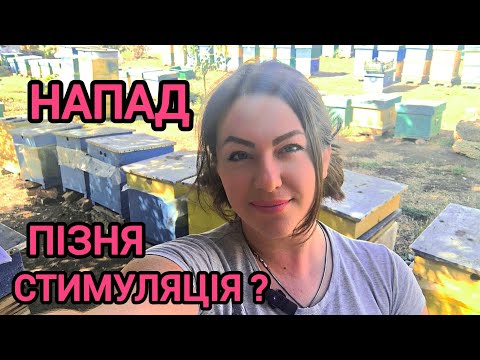 Видео: Напад. Що робити щоб не розбили сім'ю і пасіку. Стимуляція. Чи треба осінню стимулювати маток?