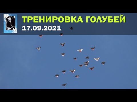 Видео: Тренировка голубей 17.09.2021 (Полная версия)
