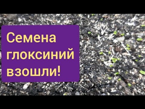 Видео: Семена глоксиний. 10 -й день от посева. Появились всходы