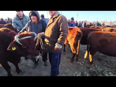 Видео: 5 НОЯБР 2025 ЖЫЛ КАРАОЗЕК МАЛ БАЗАР КАЛАЙ БОЛДЫ ПИКИРИНИЗДИ КОММЕНТАРИАДА ЖАЗЫП КАЛДЫРЫН