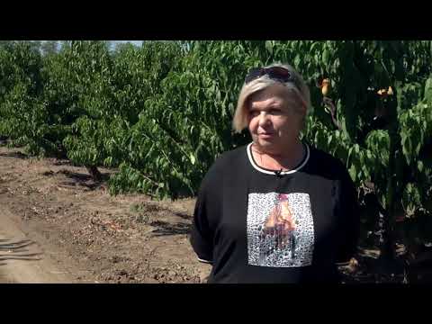 Видео: Персиковое счастье Ирины Милькиной