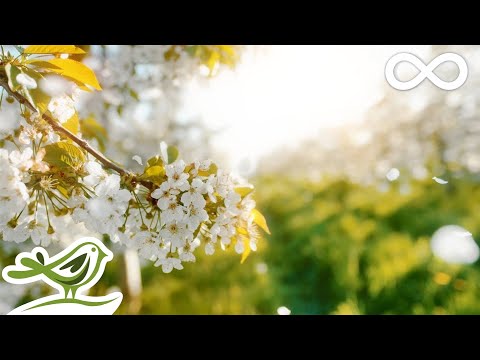 Видео: Красивая расслабляющая музыка • Спокойная музыка для фортепиано, виолончели и гитары