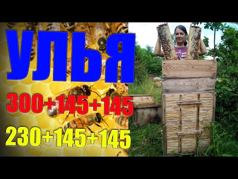 Видео: Пчелиный улей Дадан 300+145+145. Рут 230+145+145