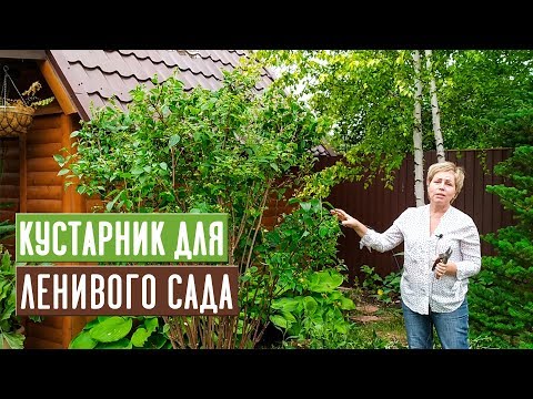 Видео: ЖАСМИН САДОВЫЙ или ЧУБУШНИК 🌸 Особенности выращивания, ухода и ОБРЕЗКА / Садовый гид