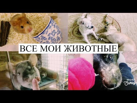 Видео: Все мои питомцы/ наш домашний зоопарк 🦄🐹🐠