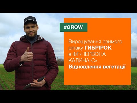 Видео: Досвід вирощування озимого ріпаку ГИБРІРОК в ФГ «ЧЕРВОНА КАЛИНА-С». Відновлення вегетації | #GROW