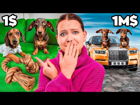 Видео: ЧАПИТОСИКИ ИЩУТ САМУЮ ДОРОГУЮ ИГРУШКУ ДЛЯ СОБАК😱🔥😱