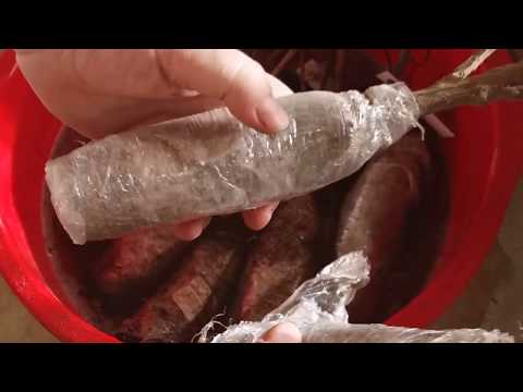 Видео: Реанимация саженцев