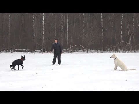 Видео: ДТ-7. Команда «Ко мне».