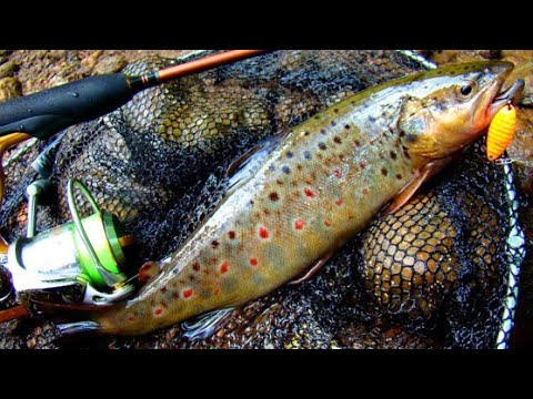 Видео: Կարմրախայտի ձկնորսություն Հայաստանում 2021/ Рыбалка на речную форель(пеструшка) в  Армении 2021