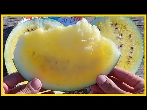 Видео: Хочешь вырастить арбуз 30 кг смотри как / Секреты выращивания крупноплодных  арбузов