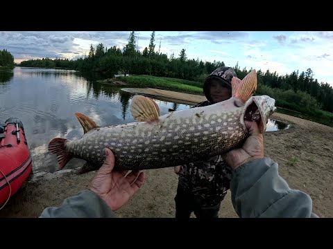Видео: Щука окунь на спиннинг.