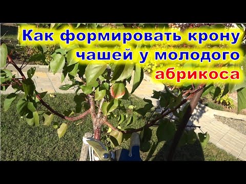 Видео: Формируем ОБРЕЗКОЙ чашу МОЛОДОМУ АБРИКОСУ