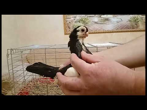 Видео: Андрей Федин часть вторая, Тула.