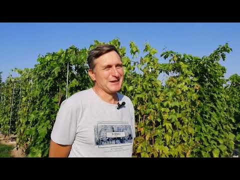 Видео: Обзор столовых сортов 31.08.2024 г.