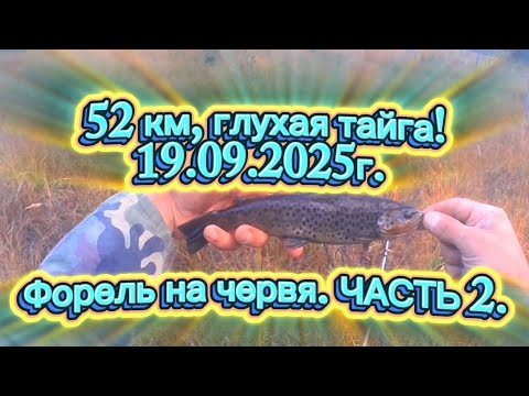 Видео: ФОРЕЛЬ НА ЧЕРВЯ! 52 КМ.ГЛУХАЯ ТАЙГА.ЧАСТЬ 2.ПРОДОЛЖЕНИЕ. #форель #fishing #recommended #rek #природа