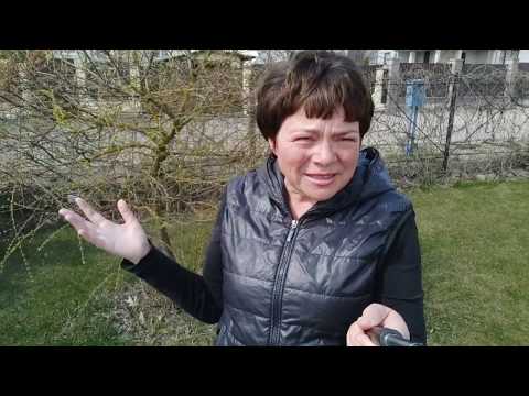 Видео: Формируем иву Хакуро-Нишики деревцем на штамбе.