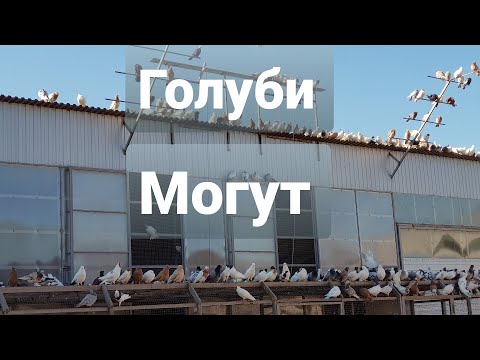 Видео: Голуби Сергея,сильные ещё в небе(посадка)Sergey pigeons, still strong in the sky (landing)