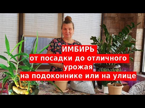 Видео: Как я выращиваю имбирь у себя на участке и собираю большие урожаи