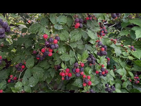 Видео: Размножение чёрной малины Кумберленд.