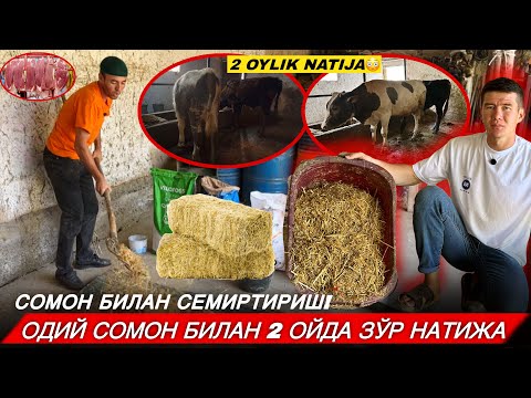 Видео: СОМОНЛИК РАЦИОН БИЛАН БУҚА 3 ОЙДА ТАЁР БУЛДИ? МОЛ БОҚИШДАН ФОЙДА ЙУК ДЕГАНЛАР КЎРСИН