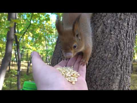 Видео: Про белку с носиком / About a squirrel with a nose