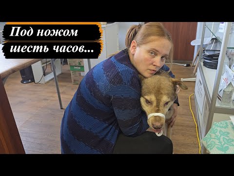 Видео: Старый и слепой, а теперь и весь в шрамах