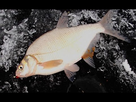 Видео: Как всегда ловить зимой.