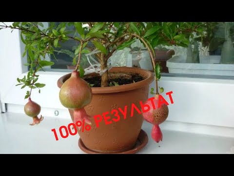 Видео: 100% ПРОСТОЙ СПОСОБ вырастить ГРАНАТ из косточки