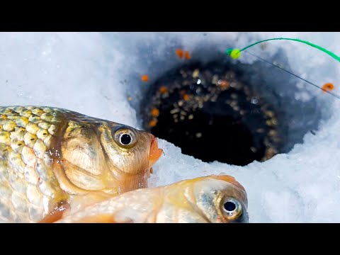 Видео: ПРИКОРМИЛ, И В ЭТУ ЛУНКУ ПРИШЛИ КАРАСИ!! ПРИШЛОСЬ ОСТАТЬСЯ НА НОЧЬ.. ЛОВЛЯ КАРАСЯ НА ЗИМНЮЮ УДОЧКУ!!