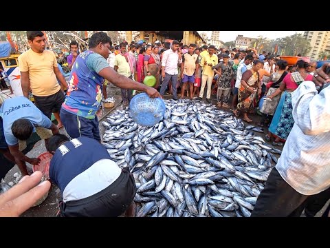 Видео: Рыбный рынок в Индии. Горы рыбы и тысячи голодных людей. Fish Market Mumbai #27