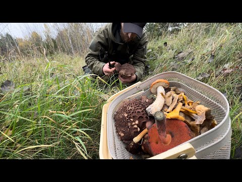 Видео: НАШЕЛ ГРИБЫ, КОТОРЫЕ ИСКАЛ МНОГО ЛЕТ! Лисички, Дубовики, Польские…..