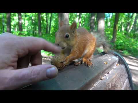 Видео: О старенькой беременной белке / About an old pregnant squirrel